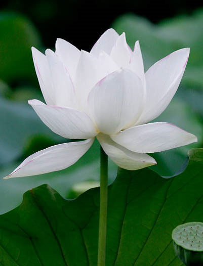 thư tín -hoa sen - 1