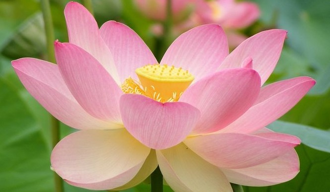 Chủ-Đề: Dưới Ánh Đạo Vàng 