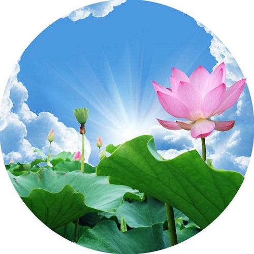 SacKhong HoaSen SaoKhue