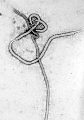 Ebola2026 2 HVH
