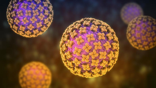 Hantavirus 1 HVH