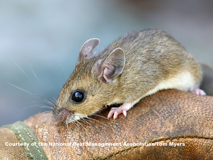Hantavirus 2 HVH