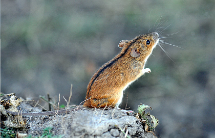 Hantavirus 3 HVH