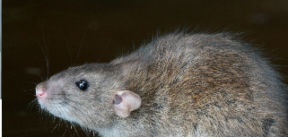 Hantavirus 4 HVH