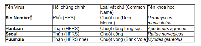 Hantavirus 5 HVH