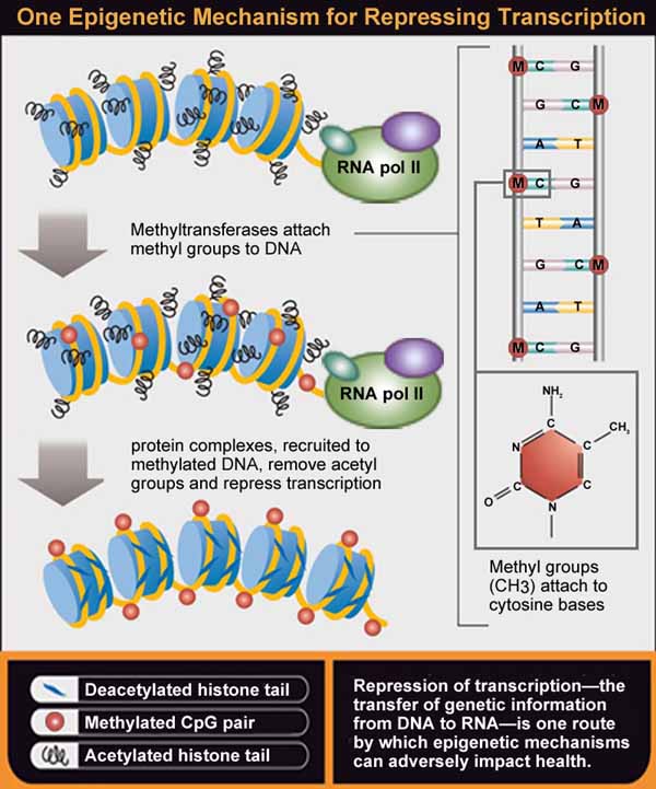 dna-figure2